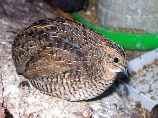 La caille de Chine, caille peinte ou Coturnix chinensis, une petite