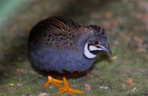 La caille de Chine, caille peinte ou Coturnix chinensis, une petite perle d’Asie