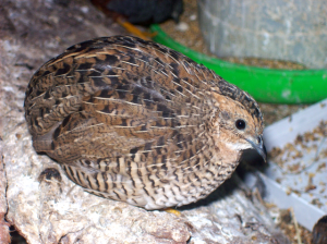 La caille de Chine, caille peinte ou Coturnix chinensis, une petite perle d’Asie