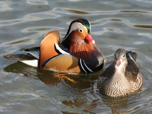 Le canard Mandarin