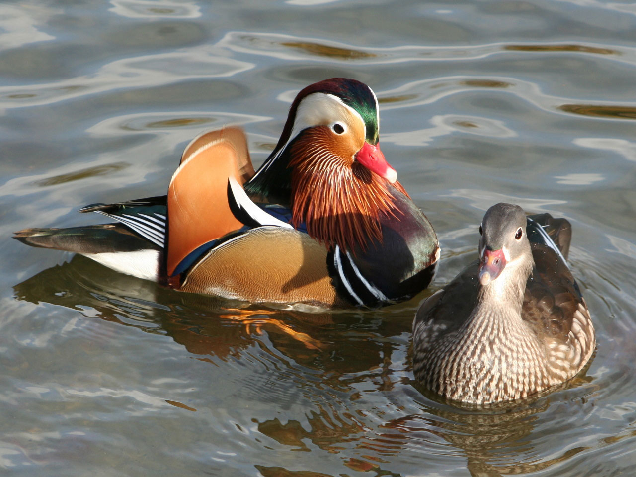 Le Canard Mandarin Ou Aix Galericula AnimOgen le-canard-mandarin-ou-aix-galericula-animogen