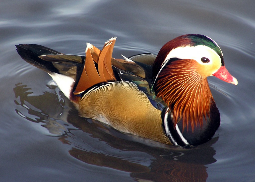 Le canard Mandarin