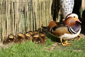 Le canard Mandarin, ou Aix galericula