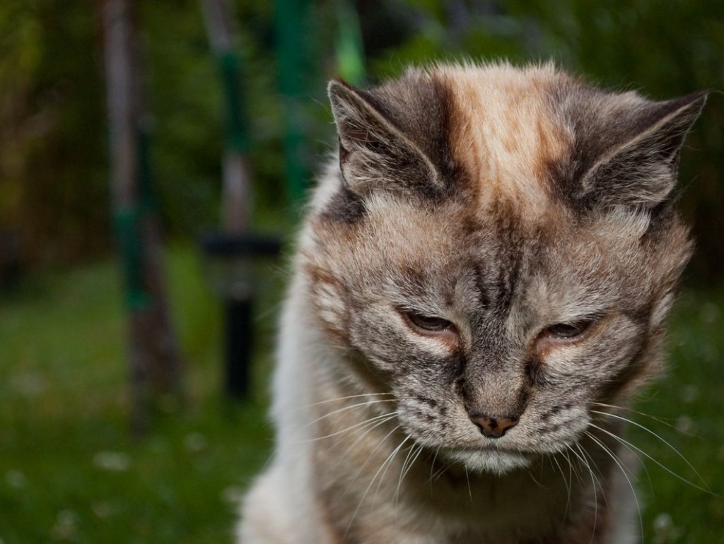 Santé : l'urée chez le chat