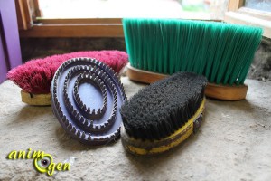 Pansage du cheval : brosses, cure-pied et autres accessoires indispensables