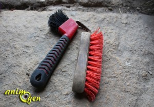 Pansage du cheval : brosses, cure-pied et autres accessoires indispensables