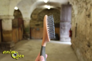 Pansage du cheval : brosses, cure-pied et autres accessoires indispensables