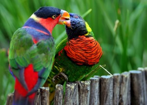 La régurgitation chez les perroquets, circonstances et fonction