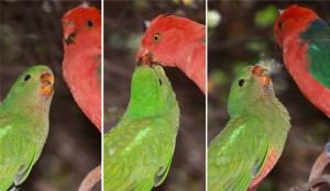 La régurgitation chez les perroquets, circonstances et fonction