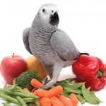 Alimentation : les légumes de nos perroquets ont-ils les mêmes vertus crus ou cuits ?