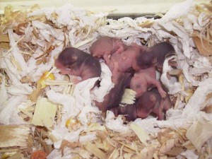 La naissance des hamsters : déroulement et accompagnement 
