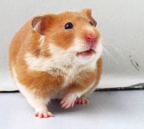 rencontre hamster