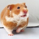 Il était une fois, le hamster et l'Homme