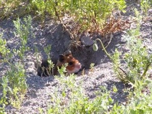 Il était une fois, le hamster et l'Homme