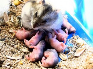 La naissance des hamsters : déroulement et accompagnement