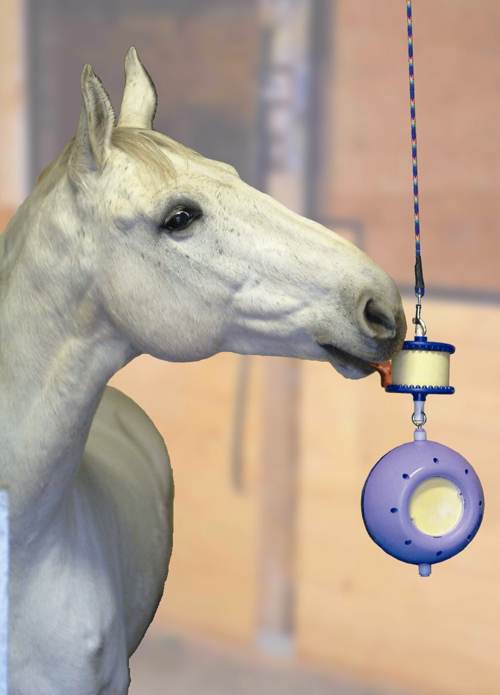 Gratteur et chipoteur... Jeu-jouet-occupation-id%C3%A9es-cheval-chevaux-comportement-activit%C3%A9-distraction-animal-animaux-compagnie-animogen-2