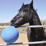 Jouets : comment distraire chevaux, ânes et poneys en notre absence ?
