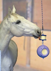 Jouets : comment distraire chevaux, ânes et poneys en notre absence ?