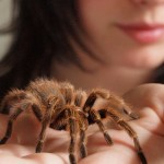 La mygale rose du Chili, ou Grammostola rosea, nouvel animal de compagnie