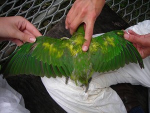 perruche de Maurice, ou gros cateau vert (Psittacula eques), un perroquet malade au bord de l'extinction