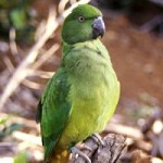 perruche de Maurice, ou gros cateau vert (Psittacula eques), un perroquet malade au bord de l'extinction