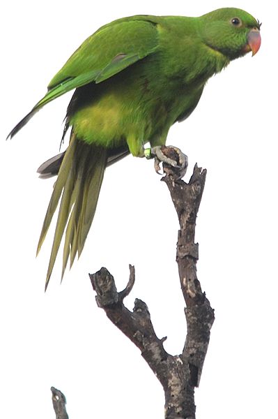 perruche de Maurice, ou gros cateau vert (Psittacula eques), un perroquet malade au bord de l'extinction