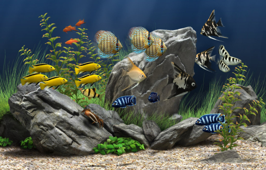 Quelles pierres et autres minéraux naturels choisir pour décorer un aquarium  d'eau douce ?