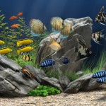 Quelles pierres et autres minéraux naturels choisir pour décorer un aquarium d'eau douce ?