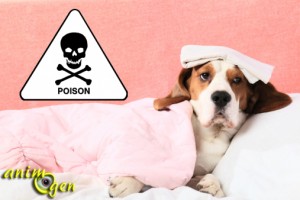 Intoxication domestique du chien et du chat : les produits toxiques industriels
