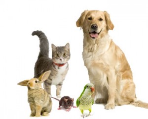 Quel est le moment idéal pour adopter un animal de compagnie supplémentaire ?