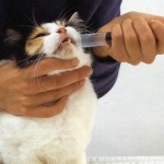 Santé : comment administrer un médicament à un chat ?