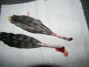 Santé de nos perroquets : qu'est-ce-qu'une plume de sang ?