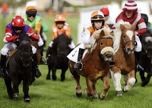 Le poney Shetland