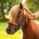 Le poney Shetland