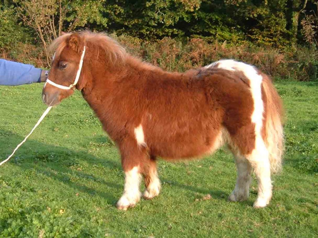 Le poney Shetland