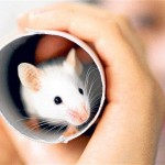 La souris domestique, ou mus musculus