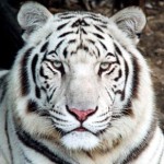 Pourquoi les tigres blancs n'existent-ils pas dans la nature ?