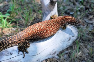 Le varan à queue épineuse, ou Varanus acanthurus