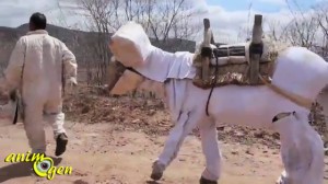 Boneco, l'âne apiculteur 