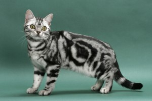 Laissez-vous envoûter par l'American Shorthair