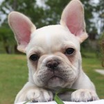 Le Bouledogue français, ou French bulldog, petit par la taille mais fort de caractère