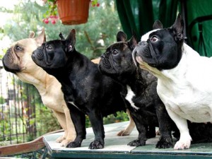 Le Bouledogue français, ou French bulldog, petit par la taille mais fort de caractère