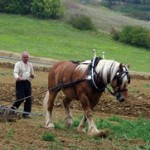 Fête de l’élevage et de la traction animale à Laujol (82), samedi 17 et dimanche 18 août 2013