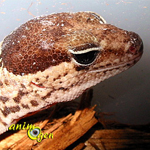 Le Gecko à queue grasse, Hemitheconyx caudicinctus, un lézard aux airs de gecko léopard