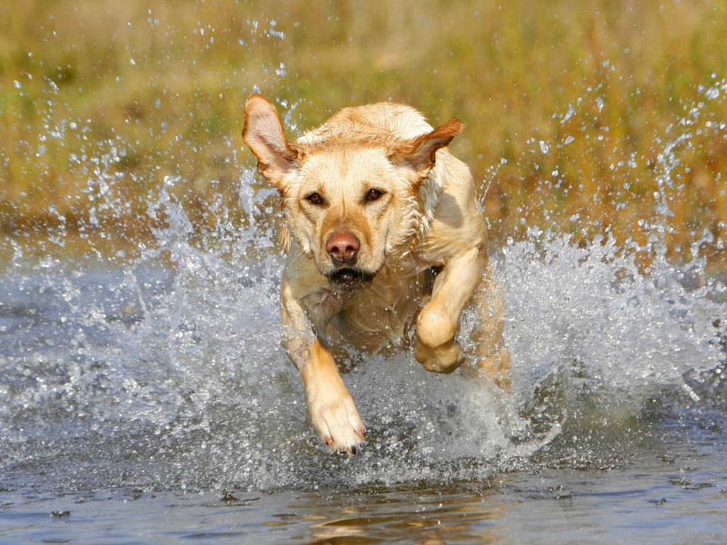 Le Labrador, un chien à la popularité méritée