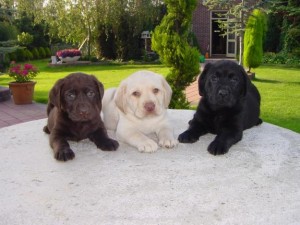 Le Labrador, un chien à la popularité méritée