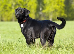 Le Labrador, un chien à la popularité méritée