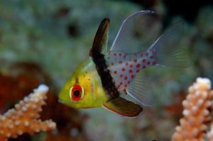 Le poisson cardinal pyjama, ou Sphaeramia nematoptera