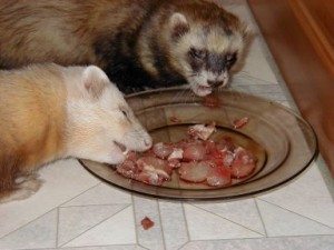 L'alimentation du furet : proies mortes, viande ou croquettes, le dilemme