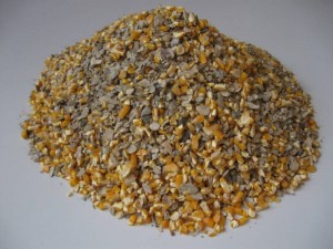Alimentation et santé en basse-cour : l’importance du calcium pour les poules
